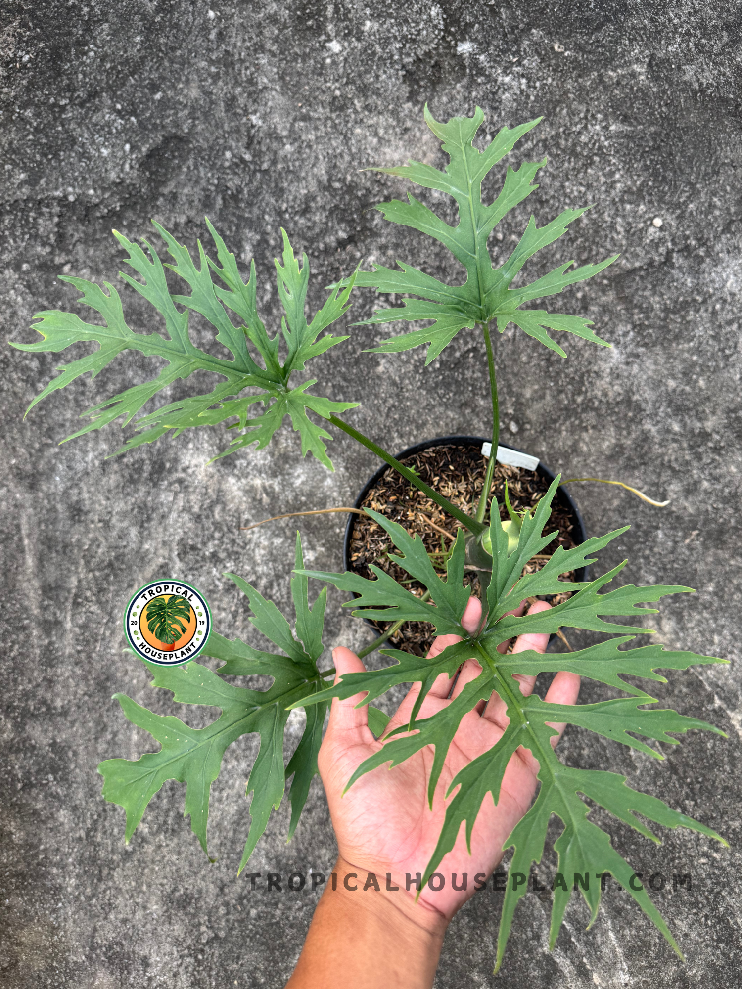 Close-up view of Philodendron warscewiczii showing deeply lobed green leaves held above a black pot.
