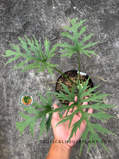 Close-up view of Philodendron warscewiczii showing deeply lobed green leaves held above a black pot.