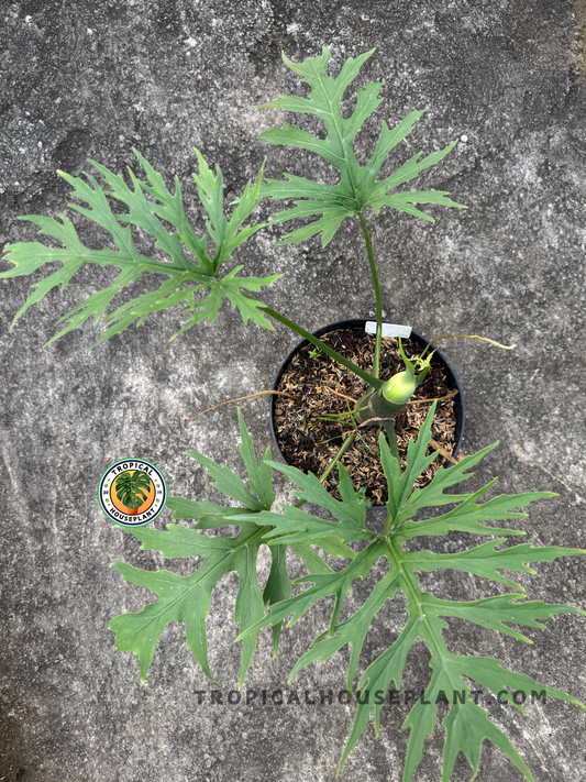 Top view of Philodendron warscewiczii plant in a black pot with multiple serrated leaves against concrete background.