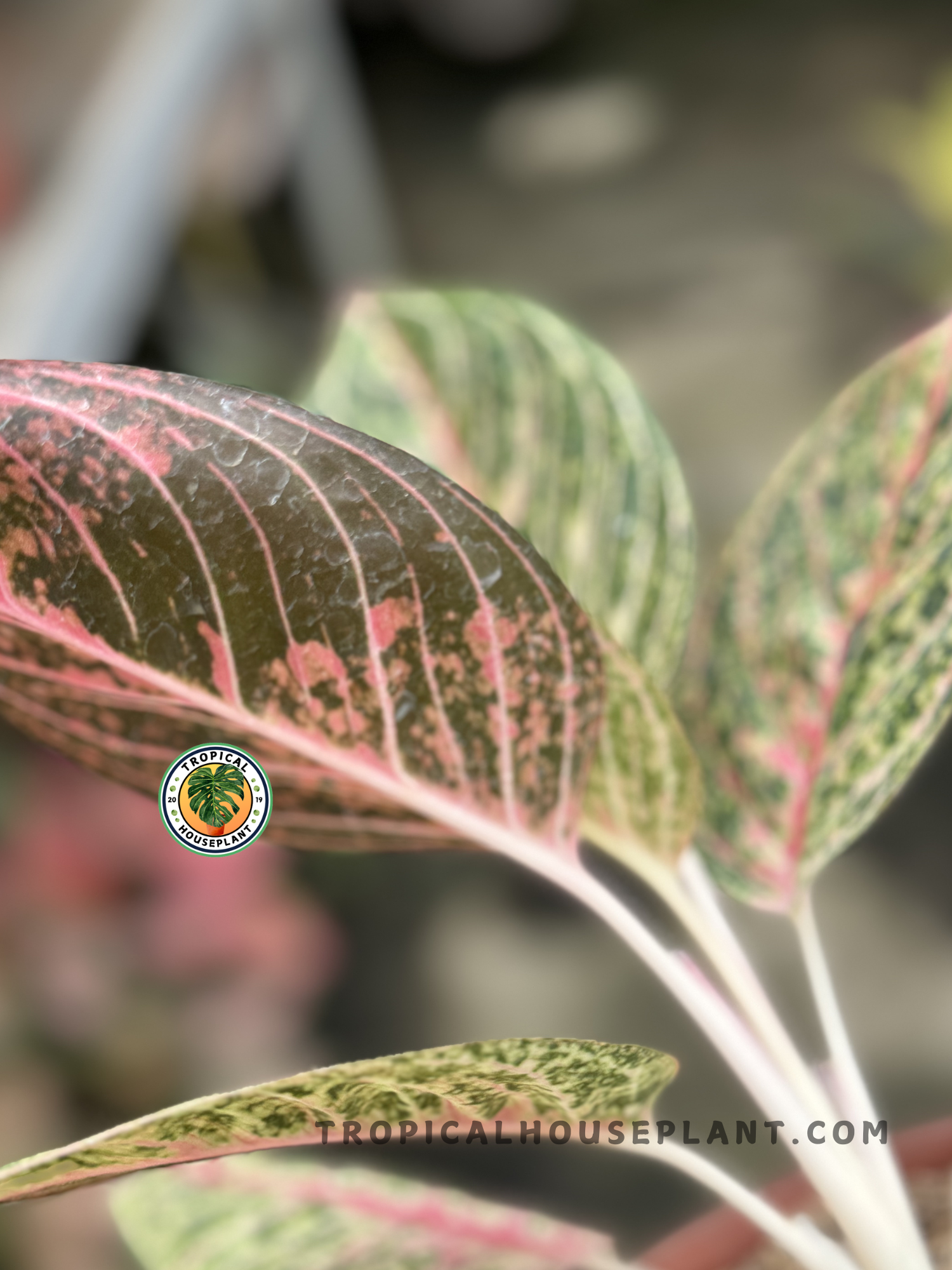 aglaonema carina Aglaonema Diana: Buy Plant Online In India