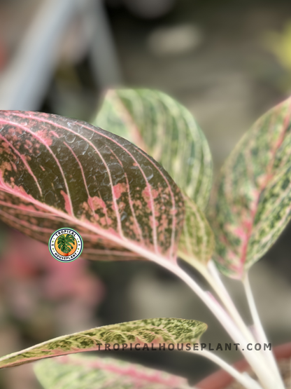 Potted Aglaonema Diana displayed indoors, showcasing its cheerful tropical leaves.