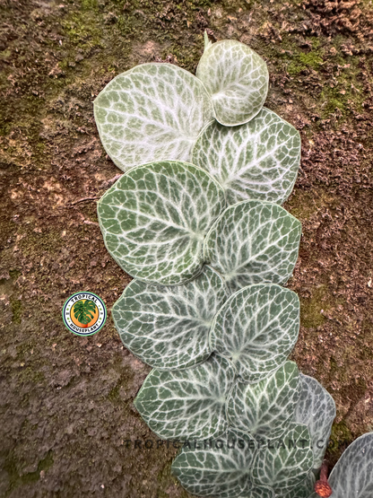 Rhaphidophora Cryptantha with glossy green leaves and intricate white veins.