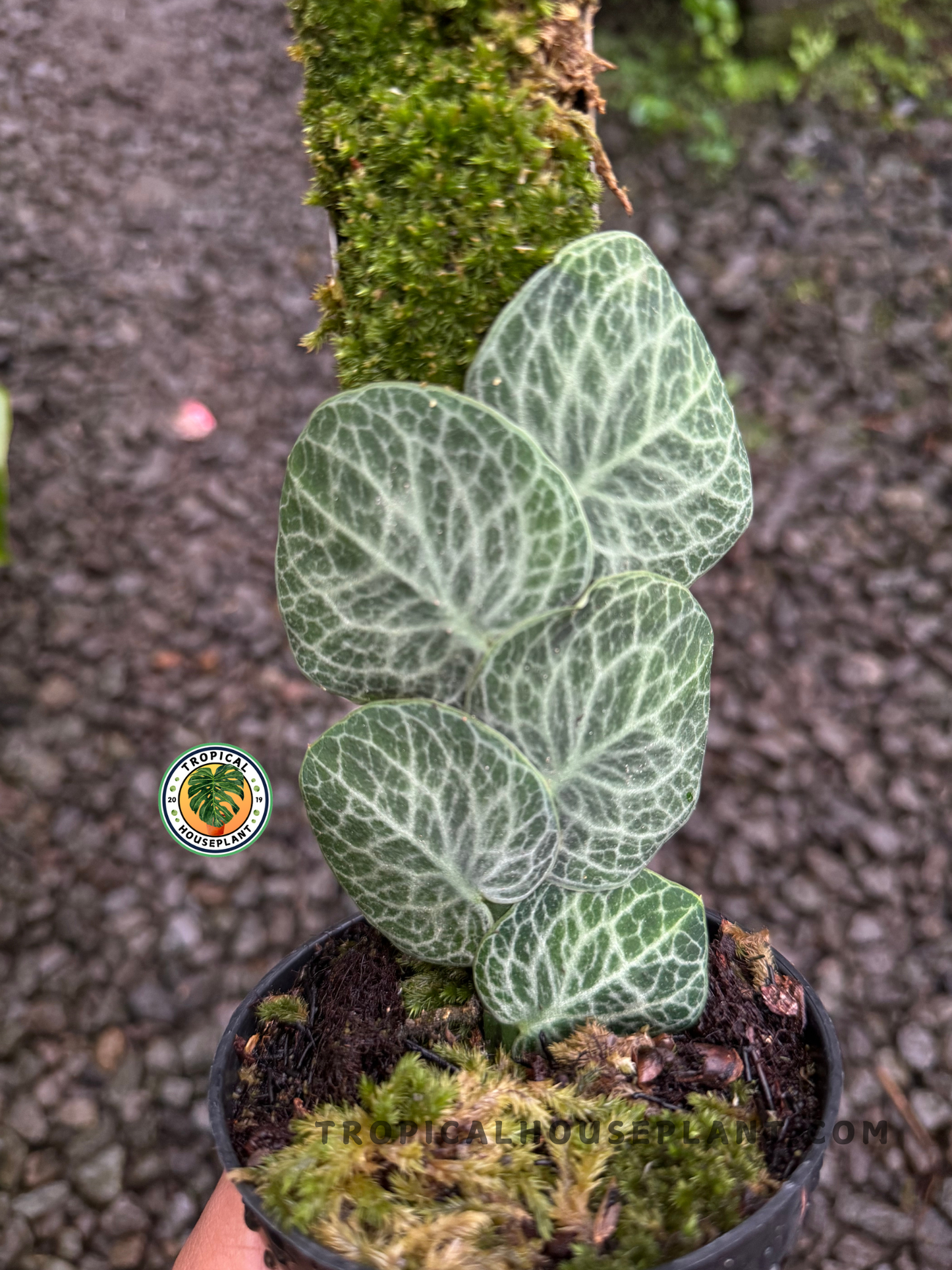 Full view of Rhaphidophora Cryptantha climbing, showcasing its elegant foliage.