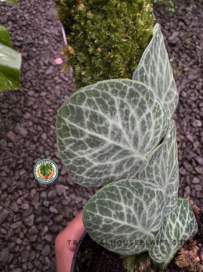 Rhaphidophora Cryptantha in a bright indoor space, displaying its unique leaf structure.