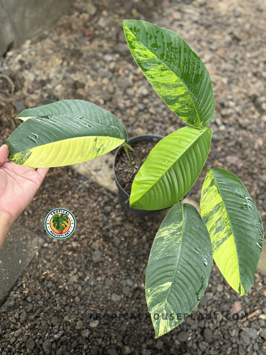 Top view of full potted plant with several elongated leaves, each displaying different levels of variegation and signature ridged texture.