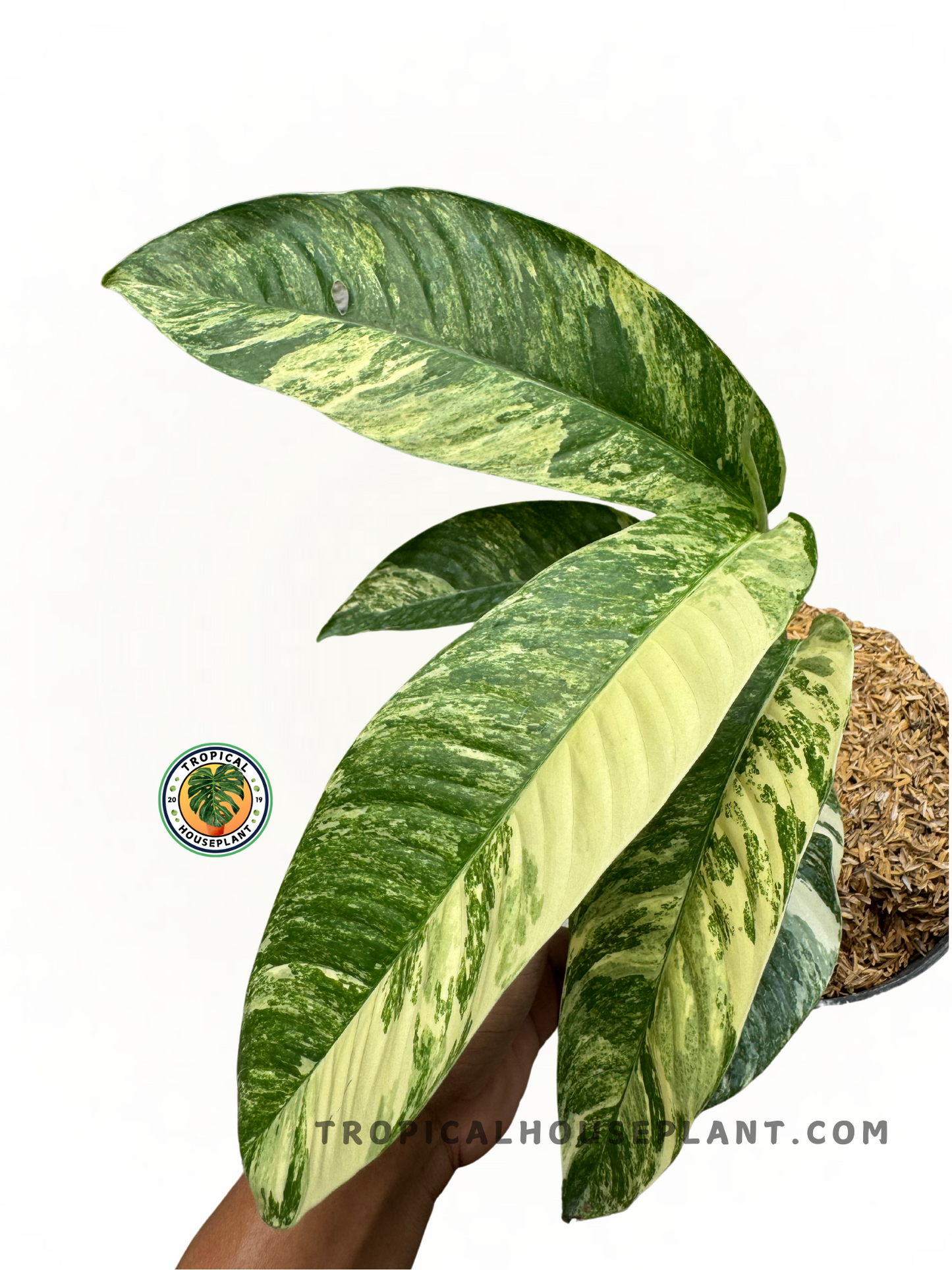 Close-up of Rhaphidophora Foraminivera Variegated foliage with stunning patterns.