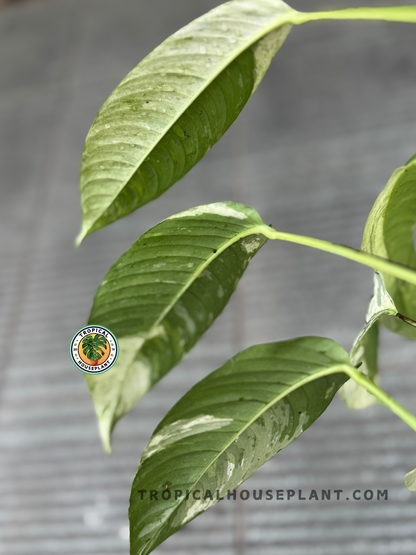 Close-up of Rhaphidophora Gorilan Variegated leaves showing bold green color and marbled white variegation in an elongated shape.