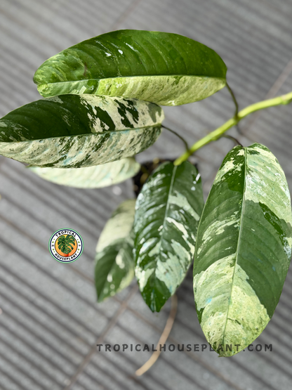 Top view of Rhaphidophora Gorilan Variegated plant with striking patterned foliage in lush green and creamy hues.