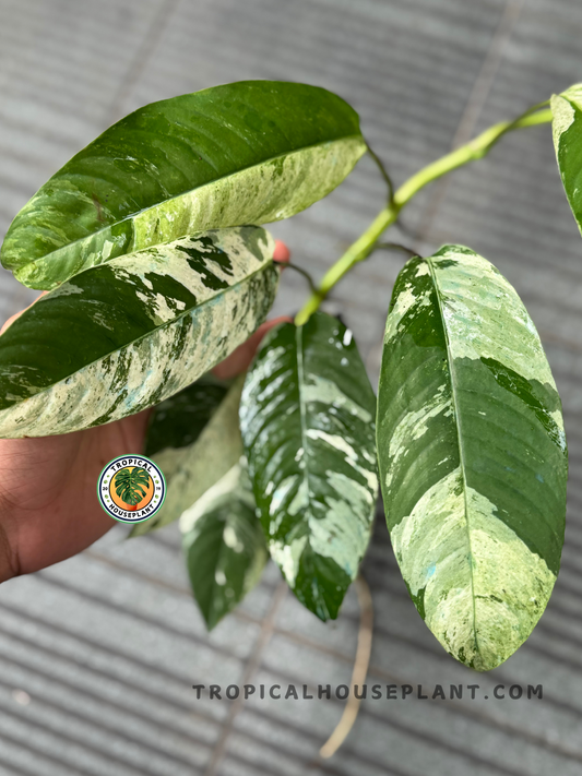 Hand holding a Rhaphidophora Gorilan Variegated leaf, showcasing its detailed veining and variegation.