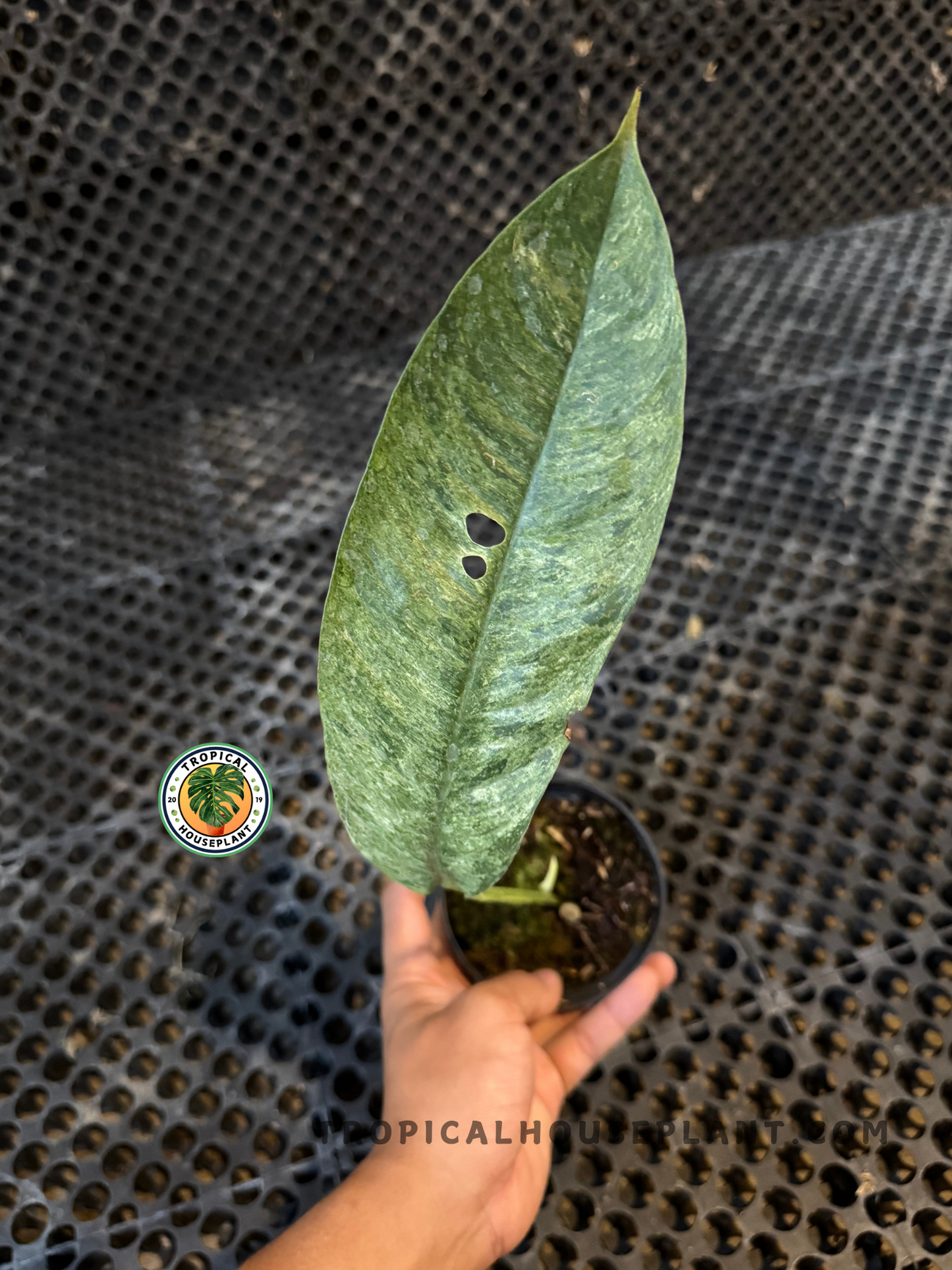 Rooted cutting of Rhaphidophora Goriland Variegated in a small pot, showcasing elongated variegated leaf.