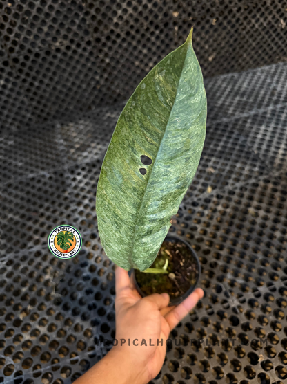 Rooted cutting of Rhaphidophora Goriland Variegated in a small pot, showcasing elongated variegated leaf.