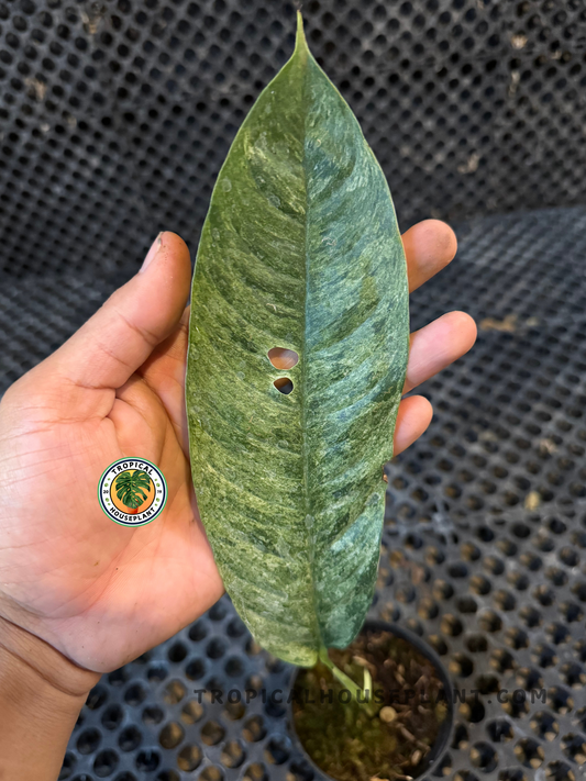 Close-up of Rhaphidophora Goriland Variegated leaf with marbled green tones and natural perforations, displayed in hand.