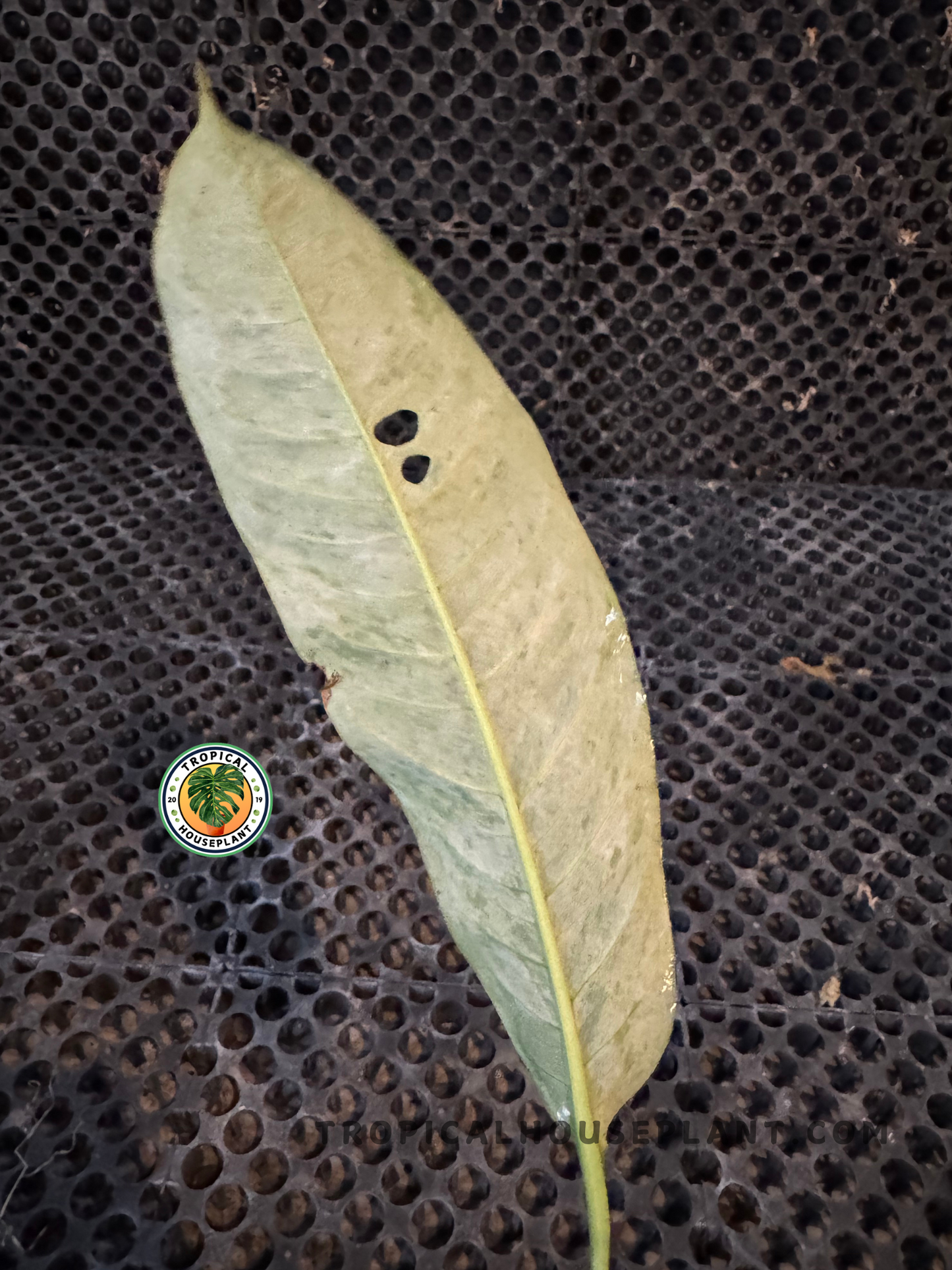 Backside of Rhaphidophora Goriland Variegated leaf showing pale green underside with natural holes.