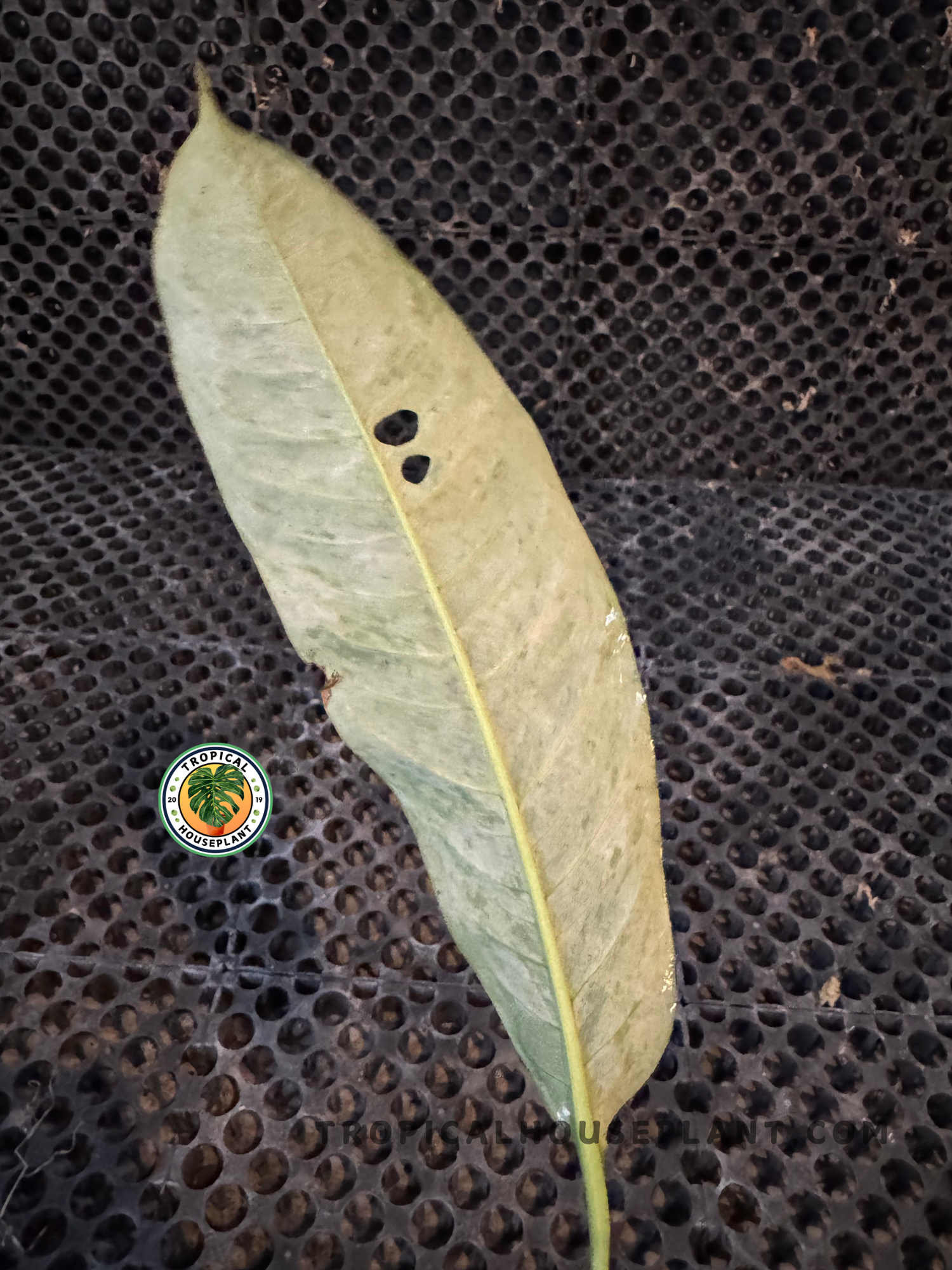 Backside of Rhaphidophora Goriland Variegated leaf showing pale green underside with natural holes.
