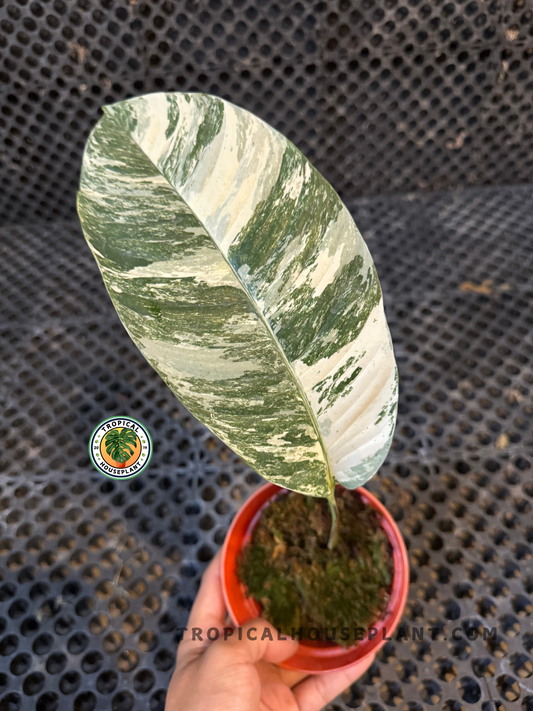 Rooted cutting of Rhaphidophora Masuwa Variegated in a small pot, displaying striking leaf variegation.