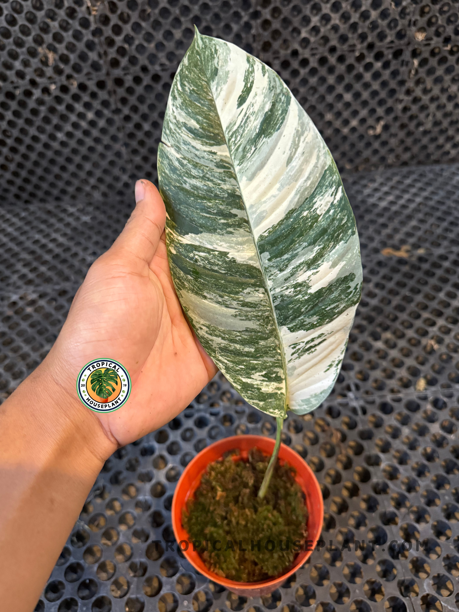 Close-up of a Rhaphidophora Masuwa Variegated leaf with marbled green and white patterns held in hand.
