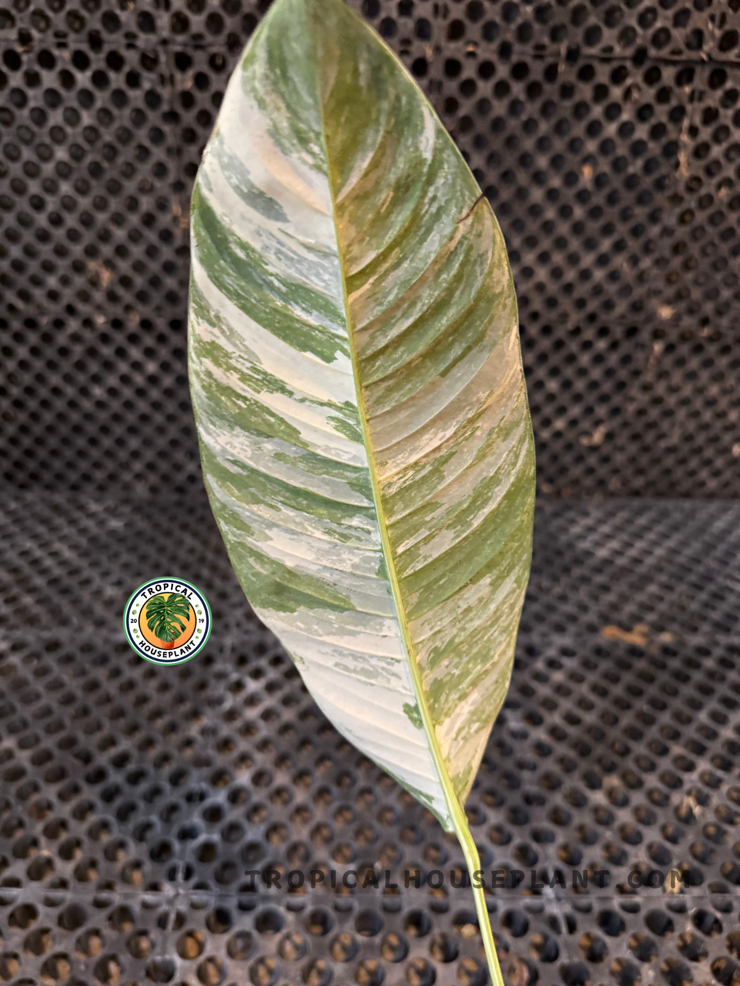 Back view of a Rhaphidophora Masuwa Variegated leaf showing pale variegation and elongated shape.