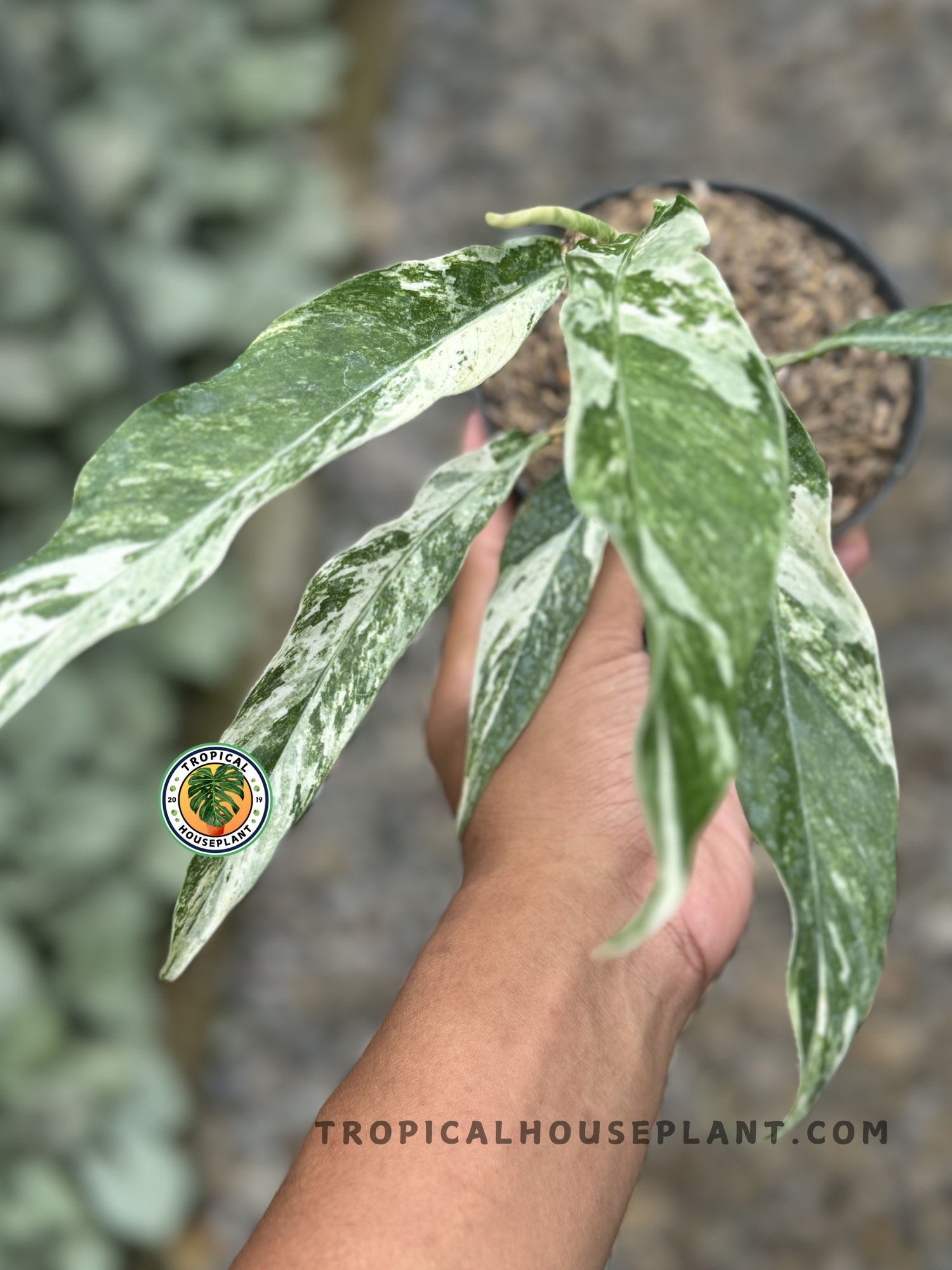 Rhaphidophora Megasperma Variegated with elongated green leaves and striking white patterns.