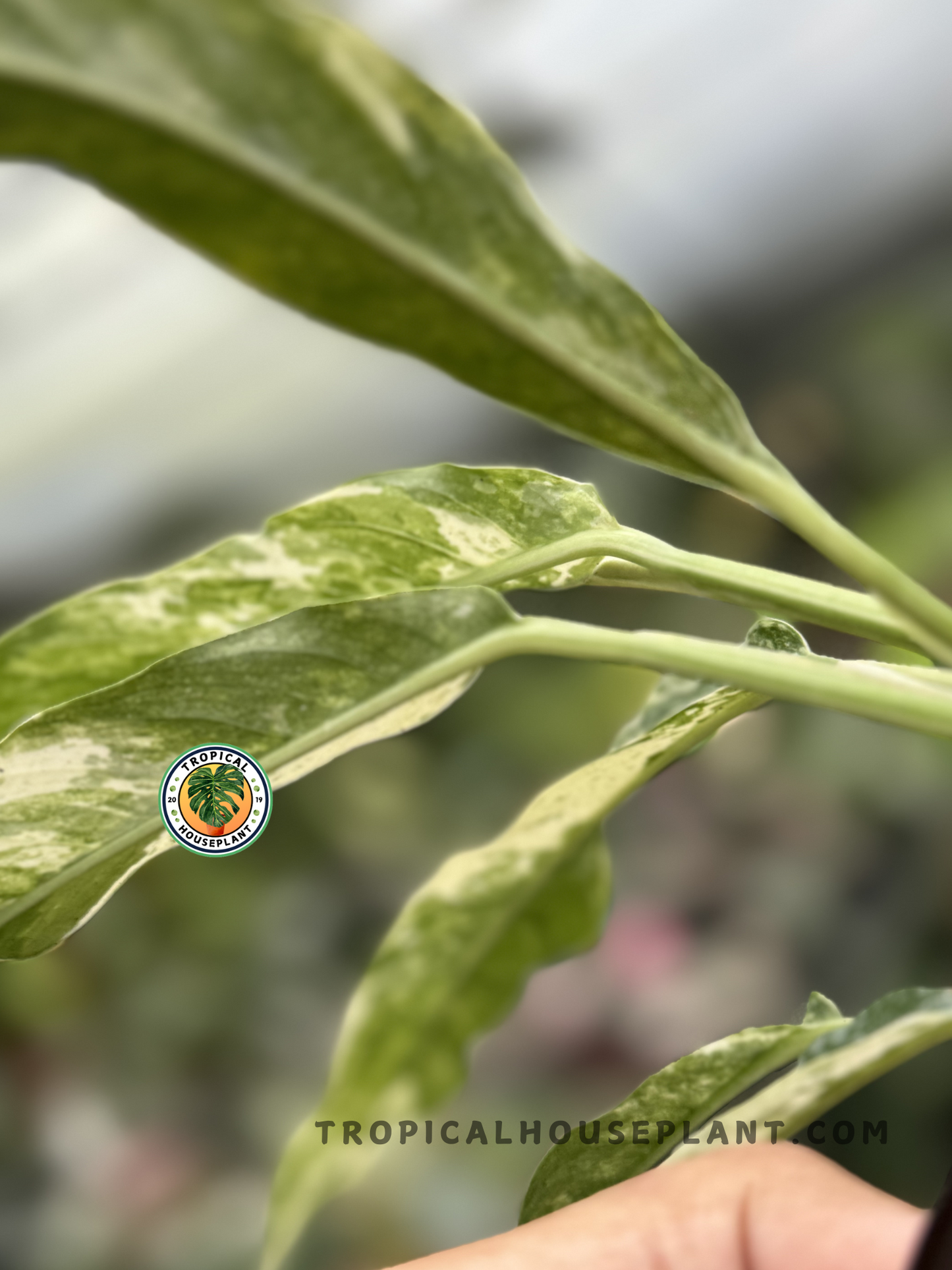 Rhaphidophora Megasperma Variegated showcasing elegant white variegation on its long leaves.