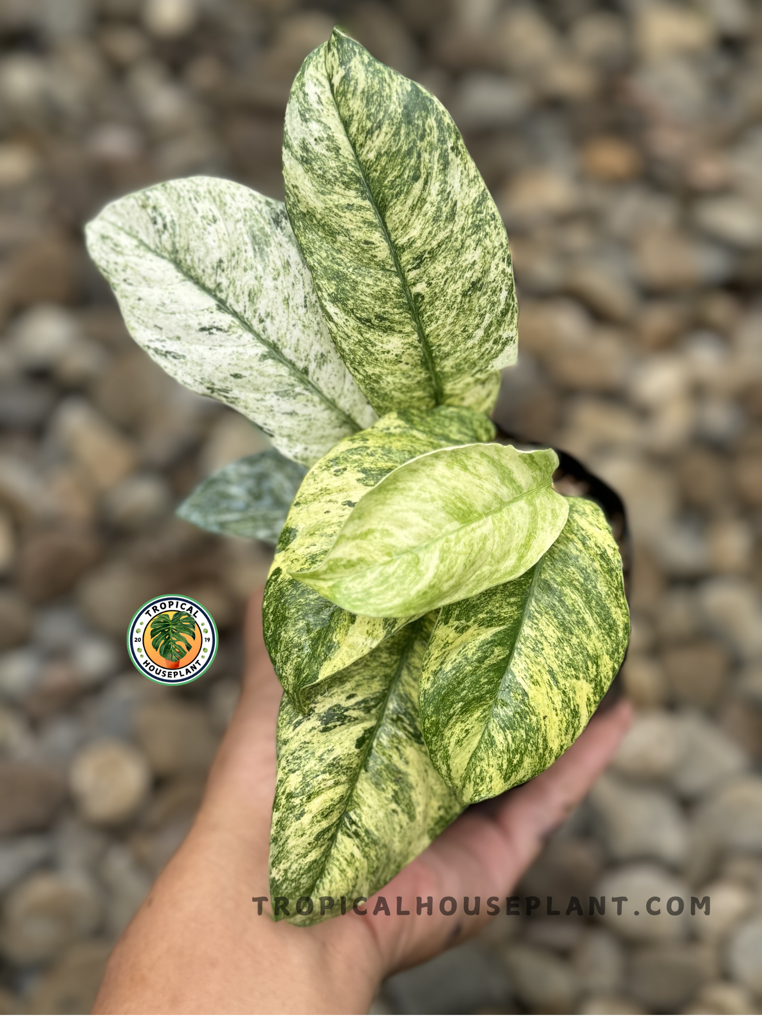 Rhaphidophora Puberula Variegated with lush green leaves accented by white and yellow variegation.