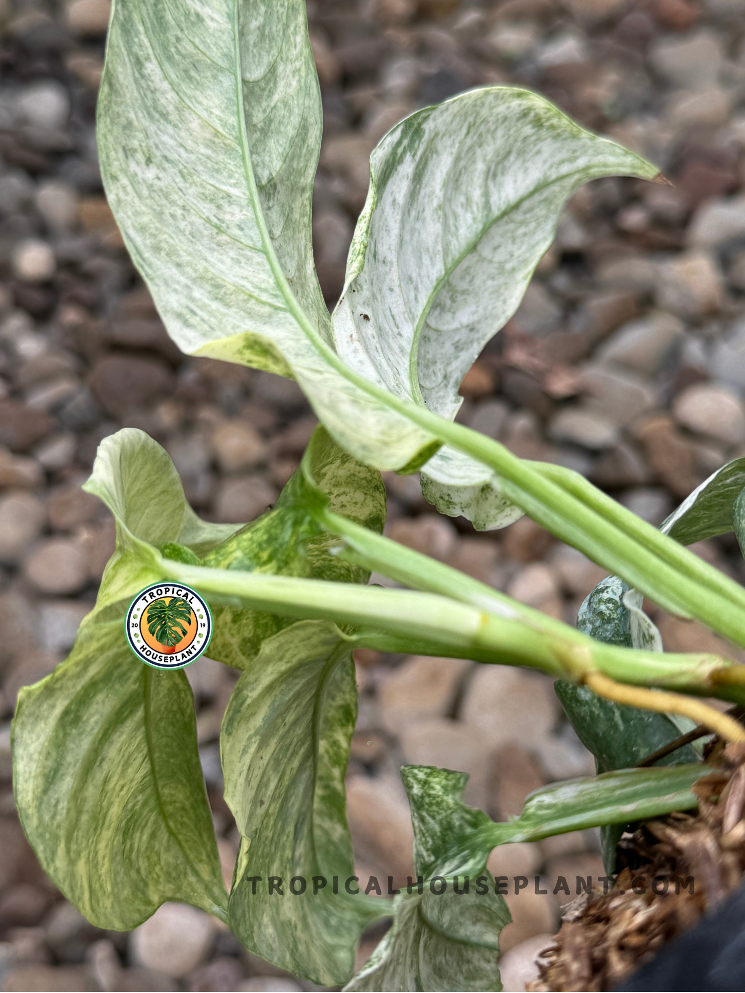 Outdoor display of Rhaphidophora Puberula Variegated showcasing its unique foliage with white and green tones.