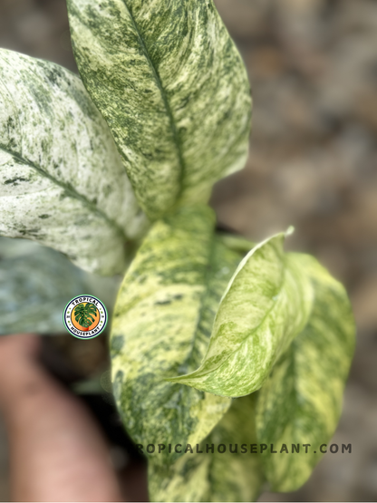 Close-up of Rhaphidophora Puberula Variegated showing intricate variegated patterns on glossy foliage.