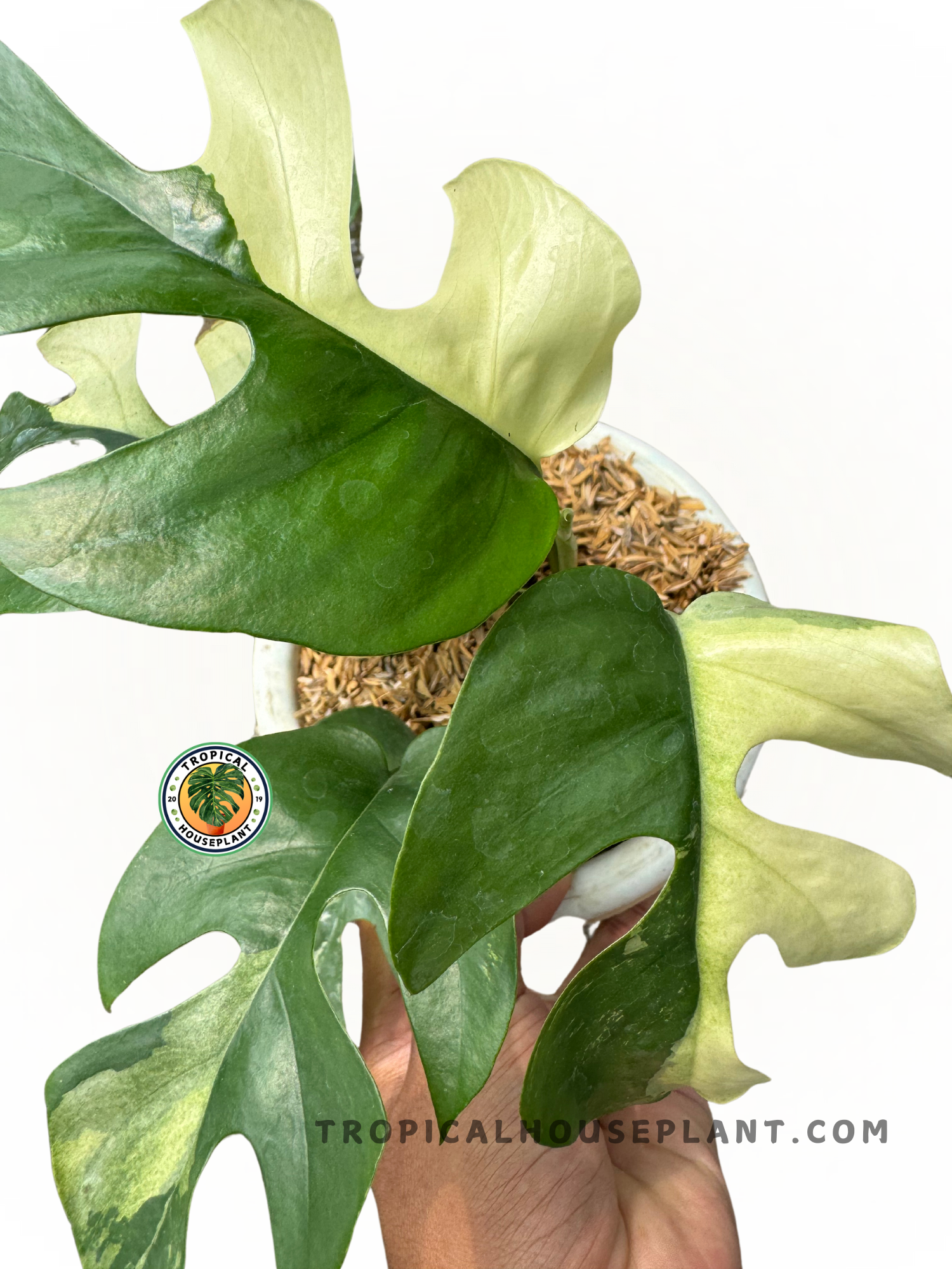 Close-up of Rhaphidophora Tetrasperma Variegated showcasing its unique leaf structure and variegation.