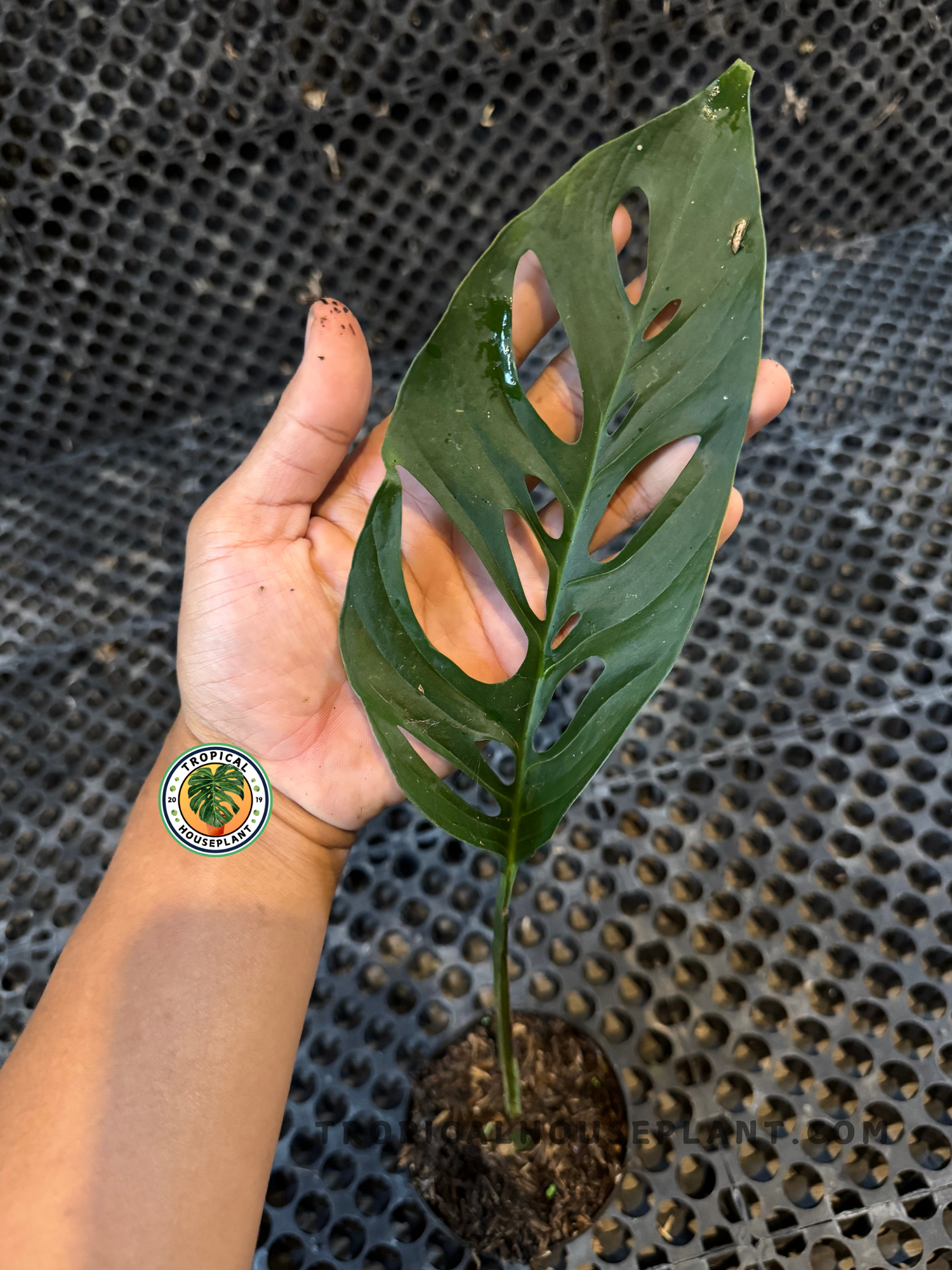 Close-up of a rooted cutting Monstera Obliqua Cf Napo with elongated leaf showing multiple natural fenestrations.