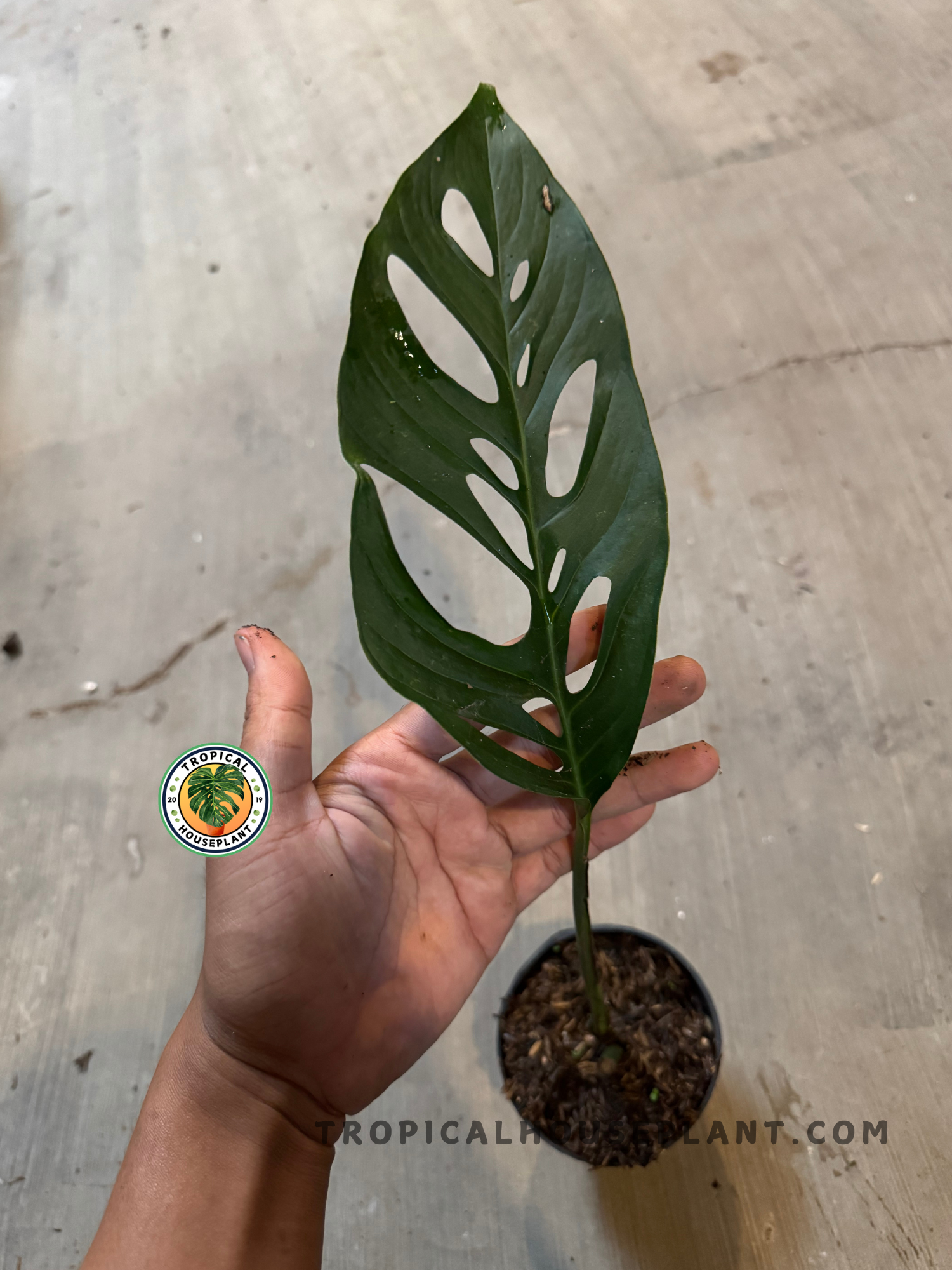 Monstera Obliqua Cf Napo rooted cutting in a small pot, leaf displaying distinctive perforations and glossy texture.