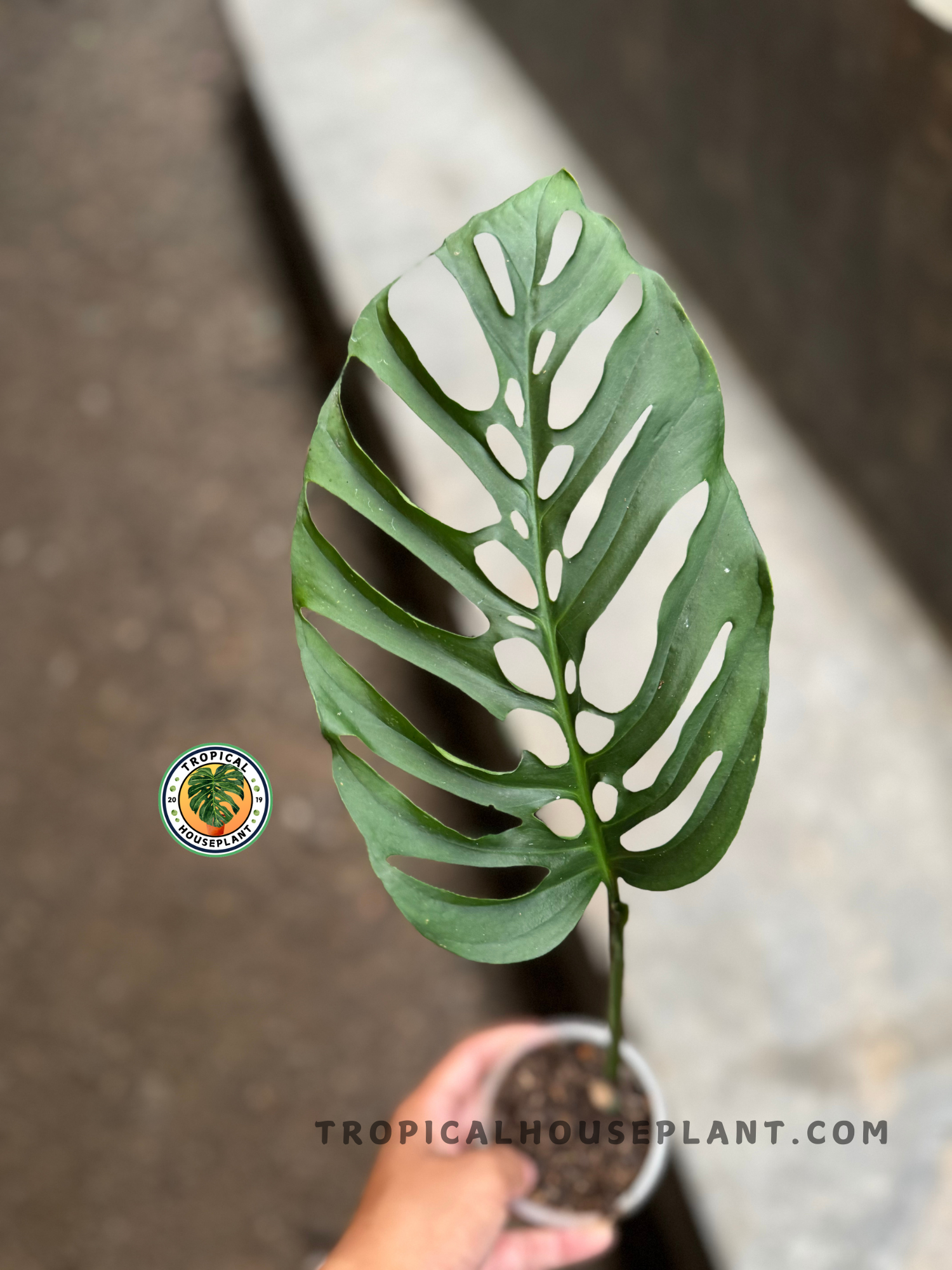 monstera plant cutting leaves Rooted Cutting Monstera Blanchetii – Tropical Houseplant