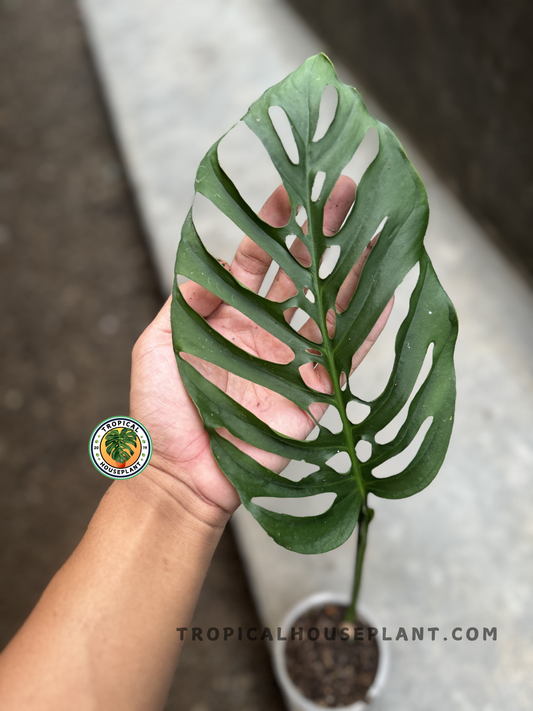 Close-up of a single Monstera Blanchetii leaf with deep, intricate fenestrations, held by hand to showcase structure.