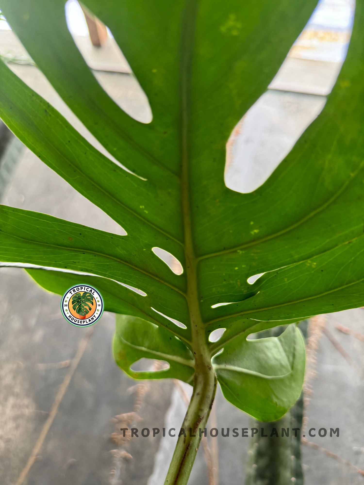Back view of Monstera Dwarf Compacta 'Kunzo' leaf with deep fenestrations and visible midrib against natural window light.