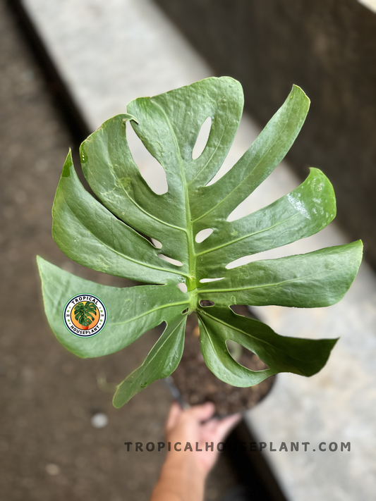 Top view of potted Monstera 'Kunzo' showing its compact, palm-sized leaf with defined splits and matte green texture.
