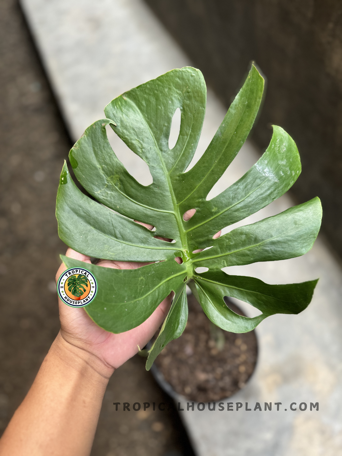 Hand holding a Monstera Dwarf Compacta 'Kunzo' leaf with signature round lobes and cutouts, revealing its miniature monstera form.