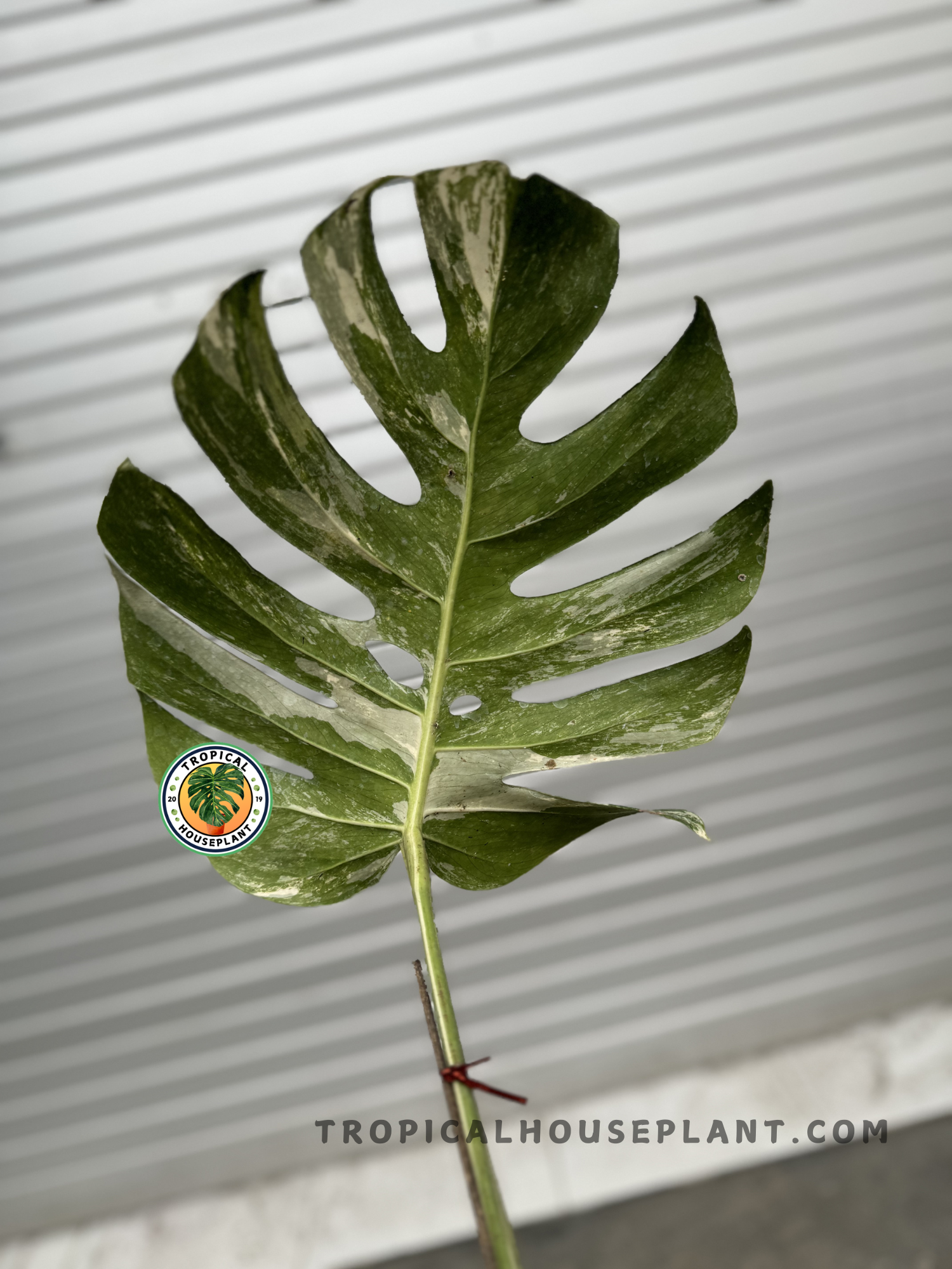 variegated monstera cutting Rooted Cutting Monstera Marble Variegated Fenestrated – Tropical Houseplant