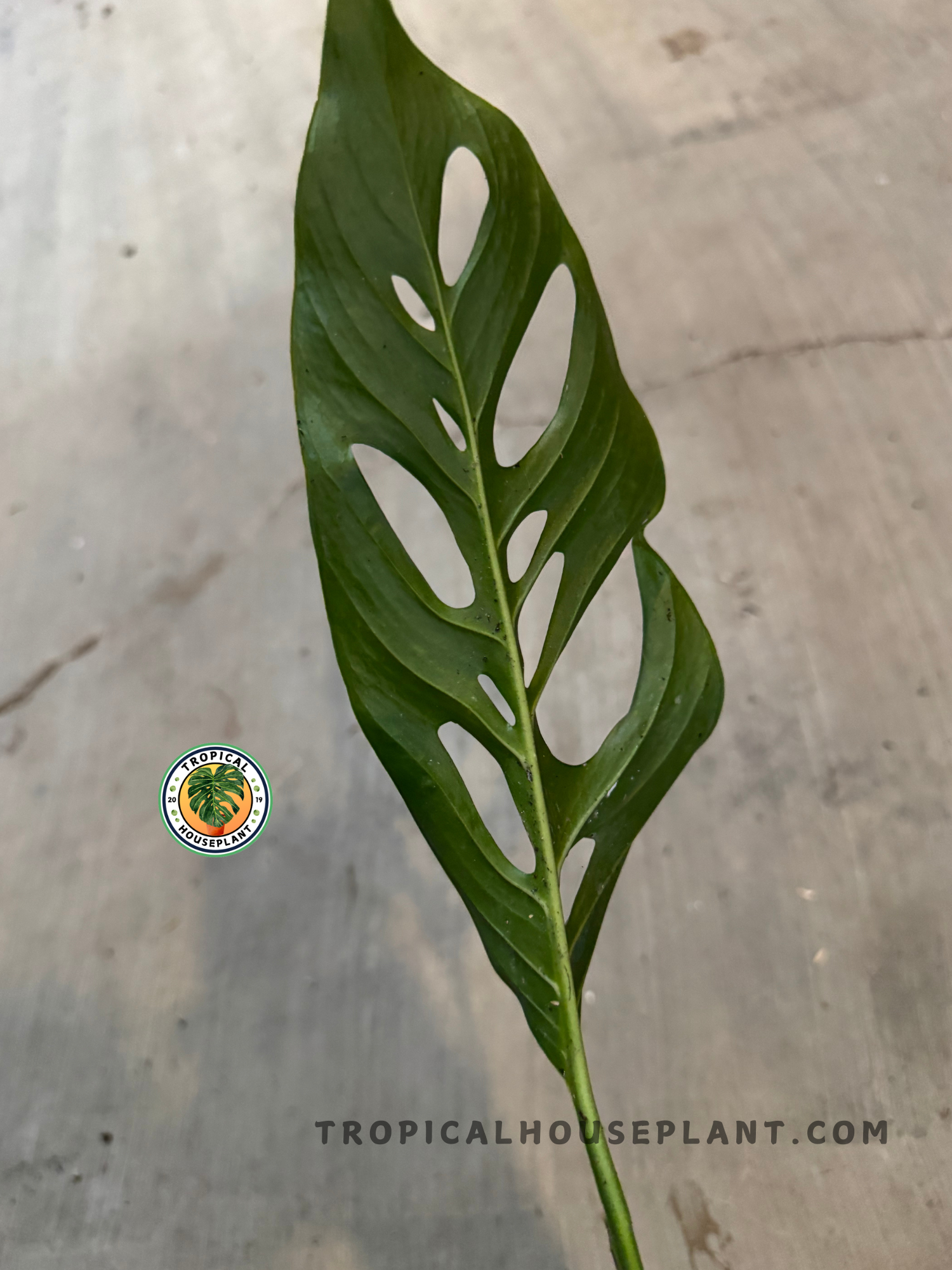 Detailed shot of Monstera Obliqua Cf Napo leaf with dramatic narrow holes and elongated shape against neutral background.