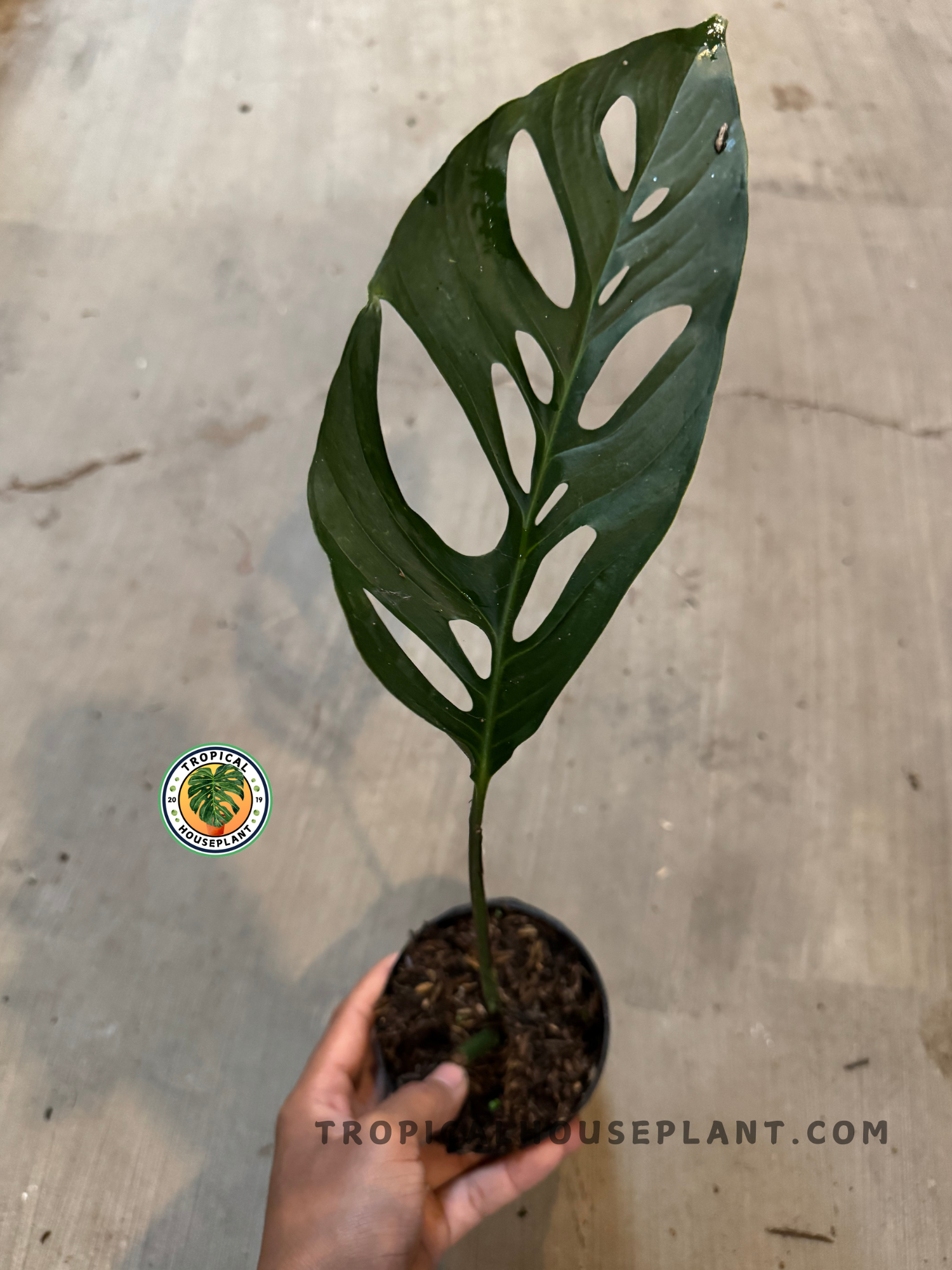 Potted Monstera Obliqua Cf Napo cutting held in hand, showcasing slender stem and patterned fenestrated foliage.