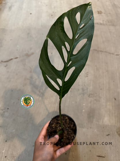 Potted Monstera Obliqua Cf Napo cutting held in hand, showcasing slender stem and patterned fenestrated foliage.
