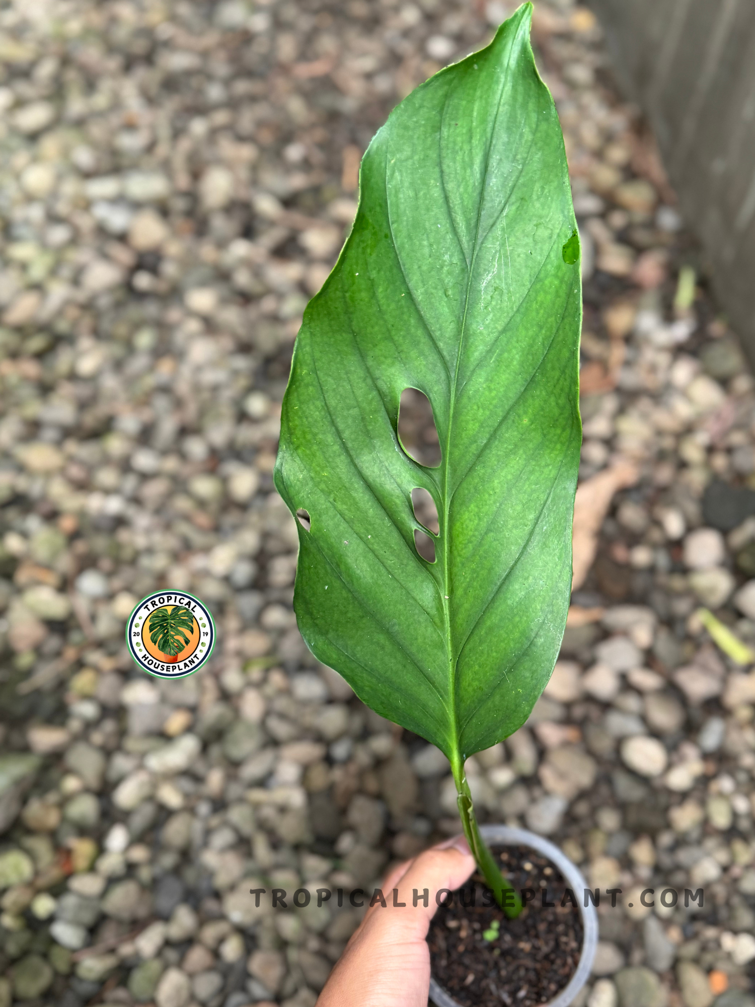 A close-up of Monstera Acacoyaguensis rooted cutting with elongated, fenestrated green leaves displayed on a hand, showing its glossy texture.