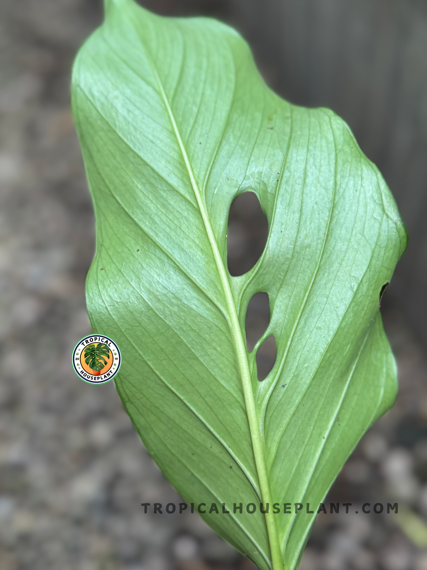 Macro view of the back of a Monstera Acacoyaguensis leaf, highlighting its visible veins and clean fenestrations.