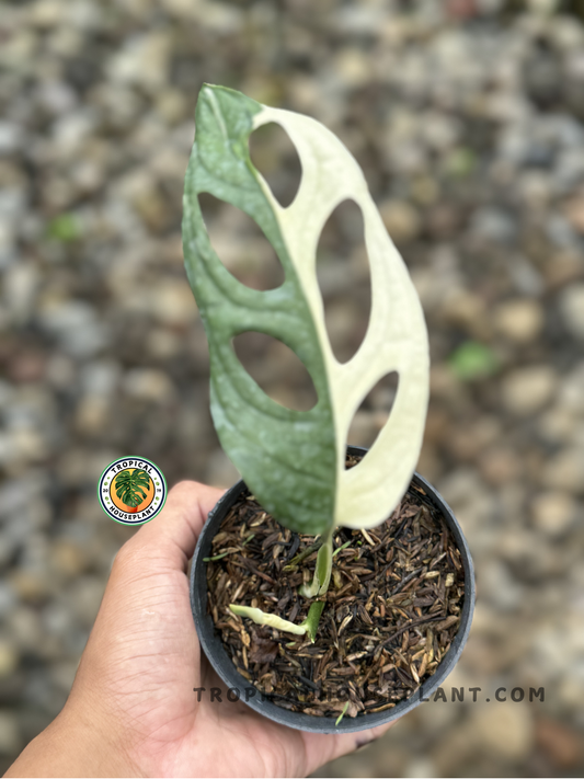 Rooted cutting of Monstera Adansonii Japan Albo Variegated with striking white and green variegated, fenestrated leaves.