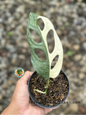Rooted cutting of Monstera Adansonii Japan Albo Variegated with striking white and green variegated, fenestrated leaves.