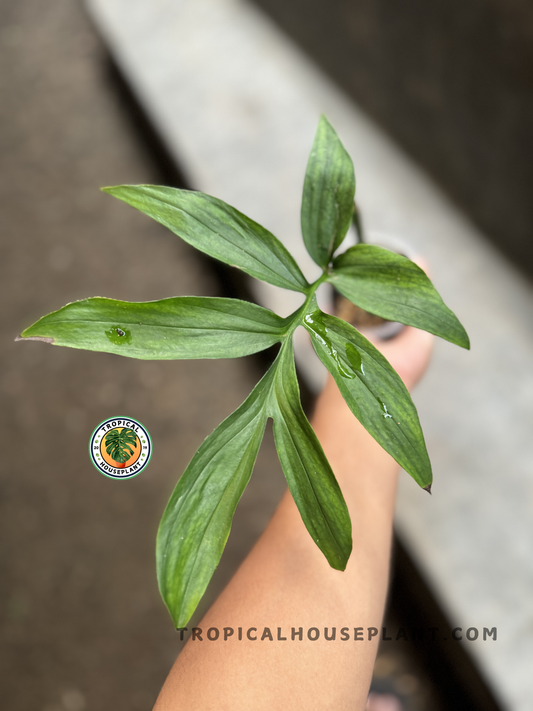 Close-up view of a rooted cutting of Monstera Subpinnata with five slender, deep green lobed leaves held in hand, showing fresh growth.