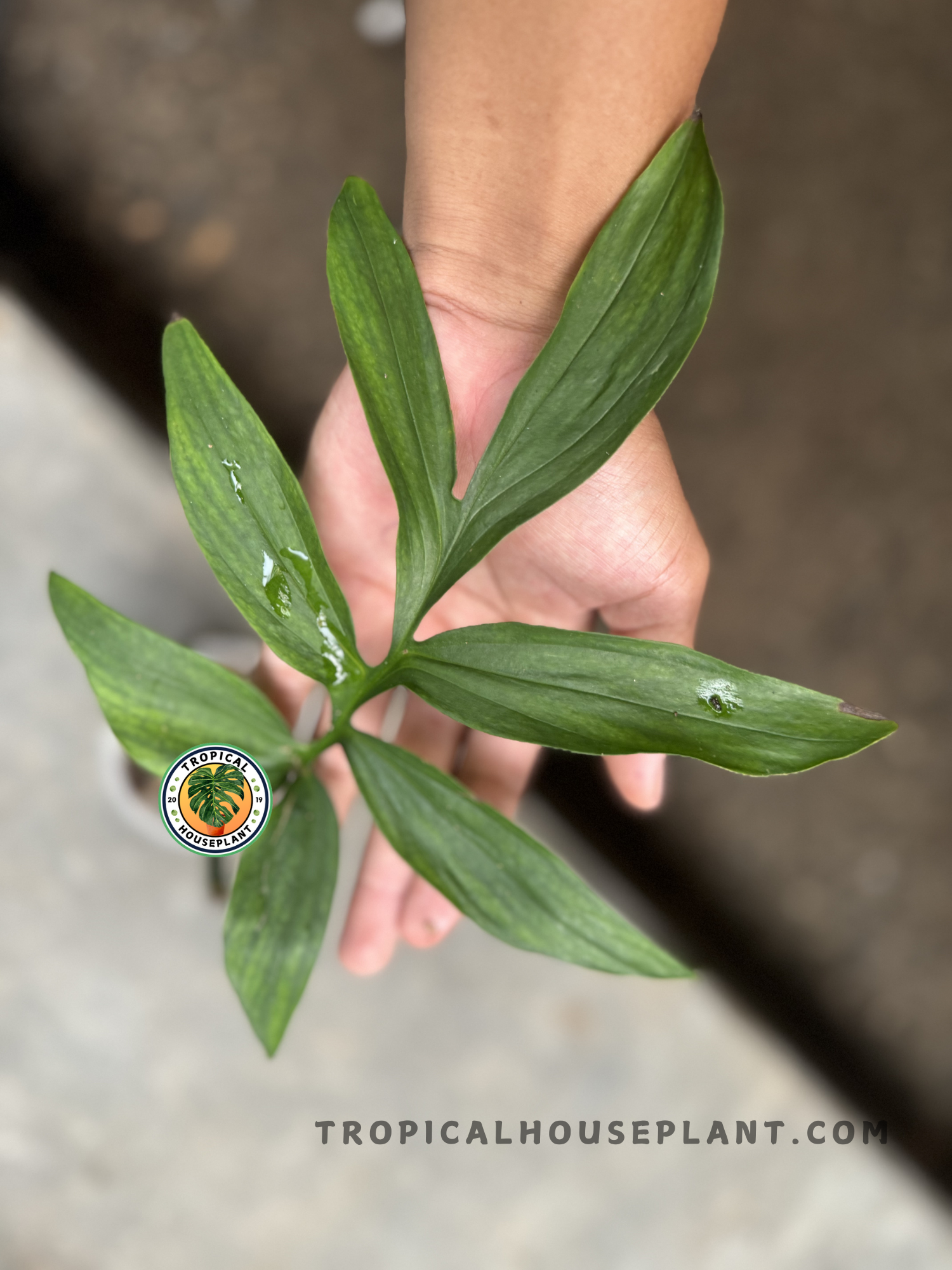 Top view of Monstera Subpinnata rooted cutting, displaying its symmetrical split leaves and healthy coloration, captured in natural light.