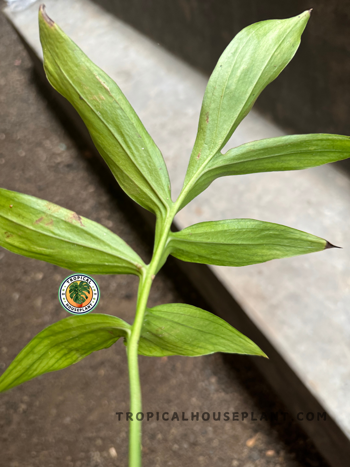Side angle of a Monstera Subpinnata rooted cutting showcasing its elongated segmented leaves and firm green stem, ideal for potting.