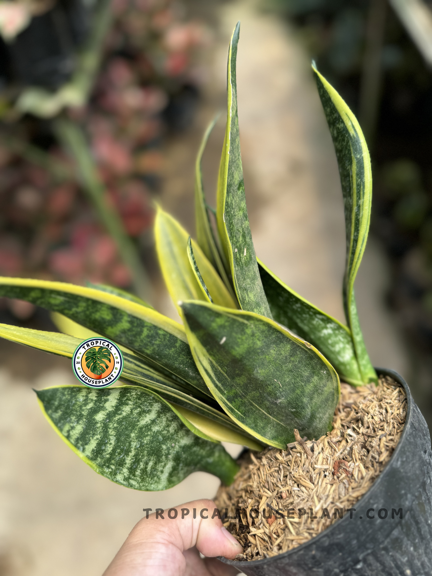 Close-up view of Sansevieria Gold Flame's yellow-edged, spear-like leaves emerging from a pot filled with rice husk mulch.