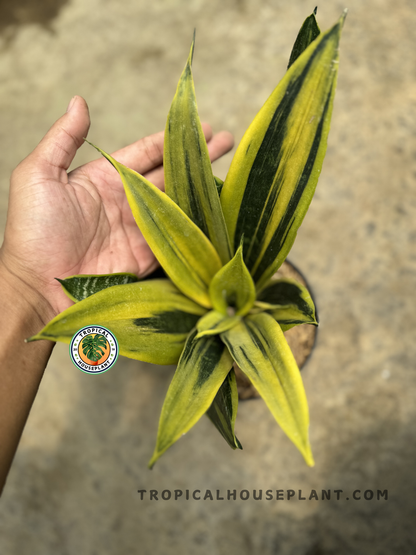 Top-down view of a hand holding Sansevieria Gold Flame, showing a vibrant rosette of yellow and green upright leaves.