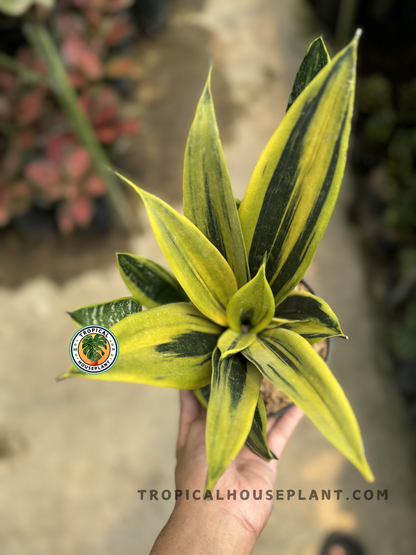 Overhead shot of Sansevieria Gold Flame with bold, lance-shaped leaves forming a symmetrical and colorful display in a small pot.