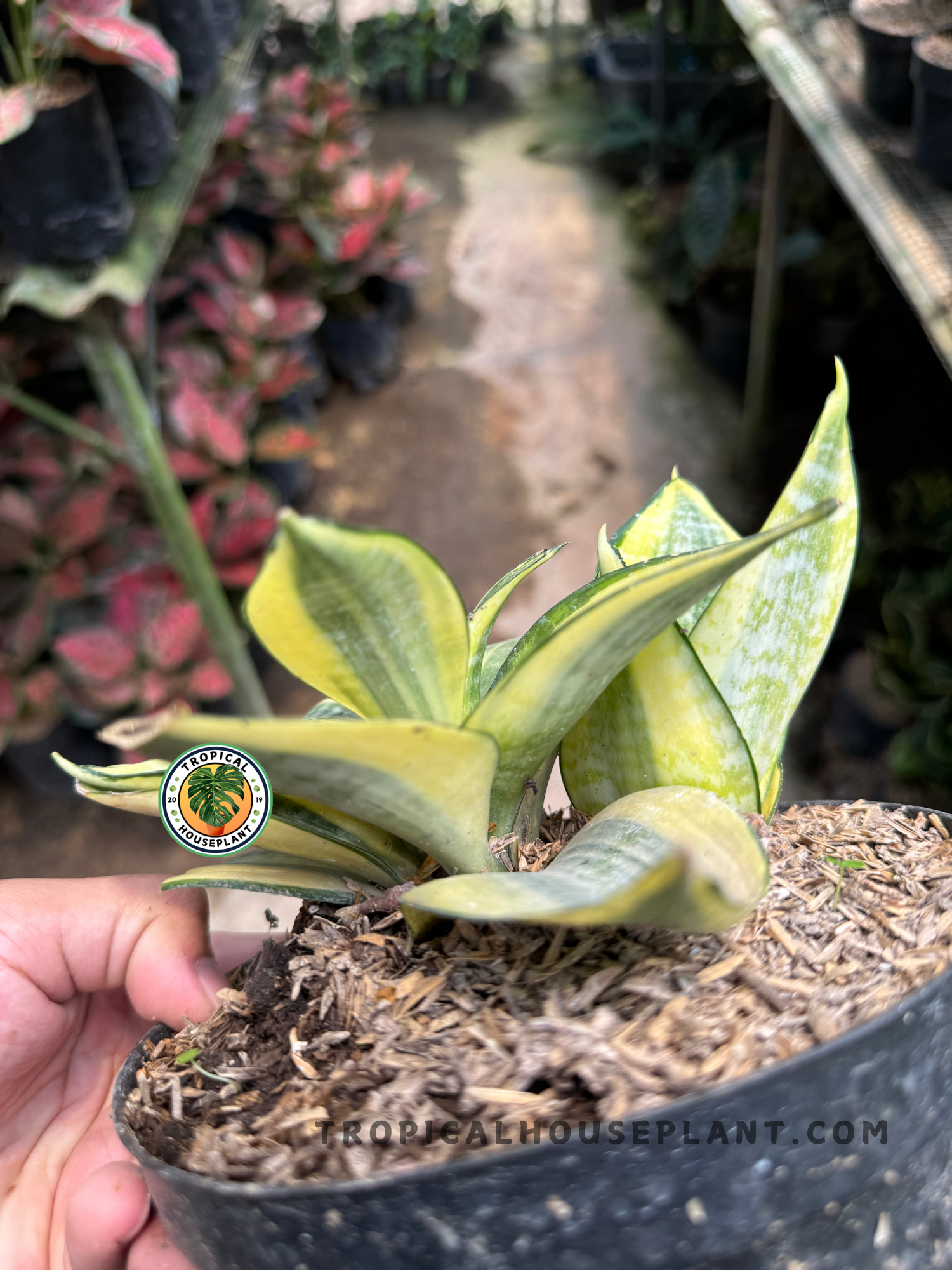 Close-up of Sansevieria Golden Hahnii in a black nursery pot, showing compact variegated foliage with bright yellow margins and green centers.
