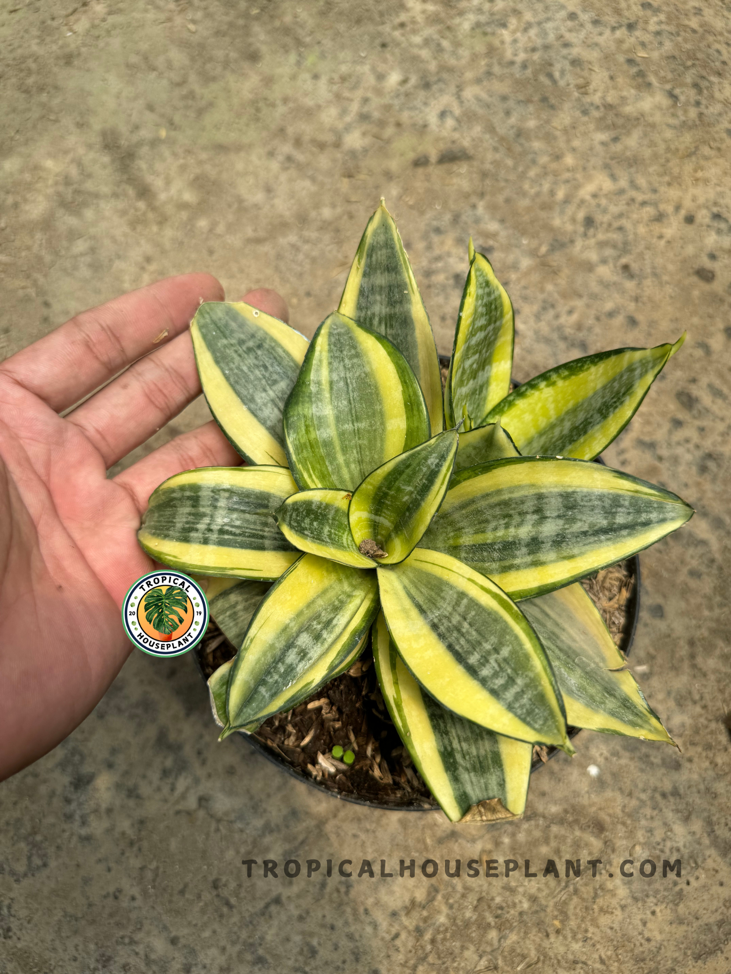 Top view of Sansevieria Golden Hahnii with hand for scale, highlighting its symmetrical rosette of green and yellow leaves on textured soil.